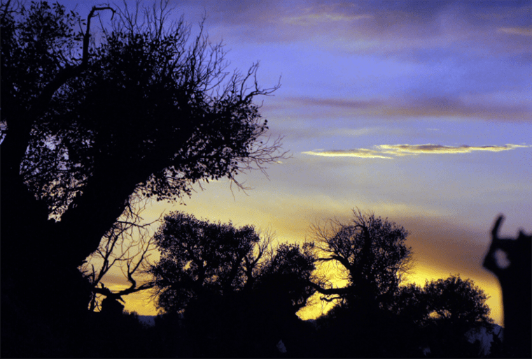 云游中国 | “云游”新疆伊吾，感受胡杨林的壮美