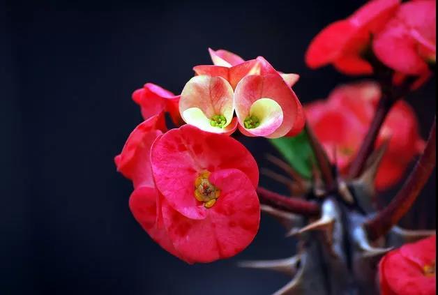 虎刺梅/铁海棠花