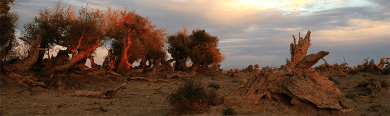 云游中国 | “云游”新疆伊吾，感受胡杨林的壮美