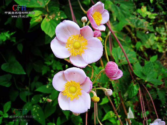 大火草～花朵淡粉红色或白色，素雅大方，可用来美化环境