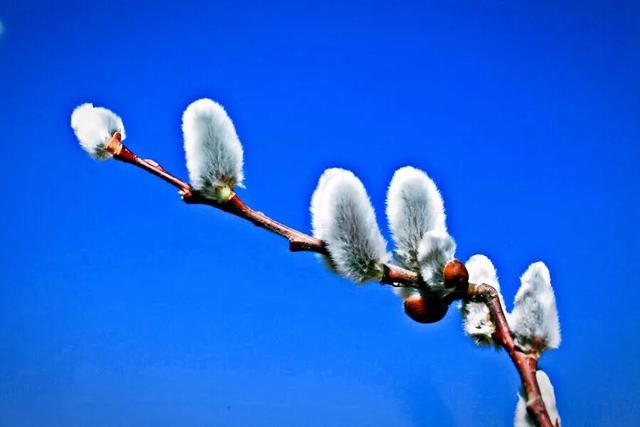 银柳～玉树银花满目春