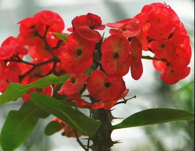 虎刺梅/铁海棠花