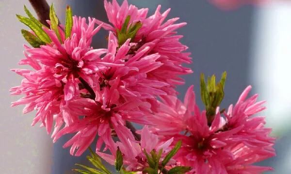 常见碧桃花品种举例