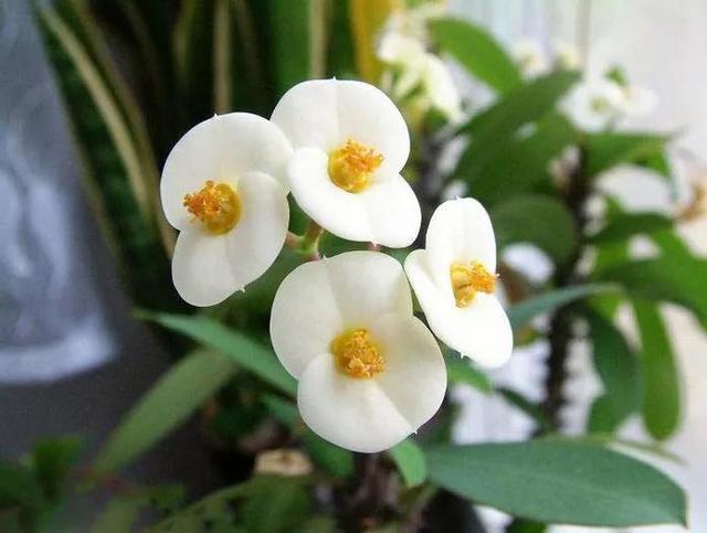 虎刺梅/铁海棠花