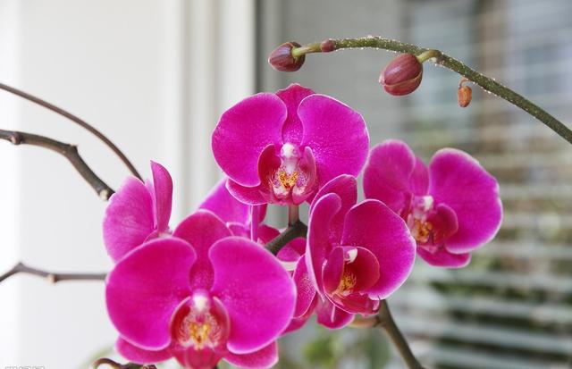 让人垂涎欲滴的蝴蝶兰