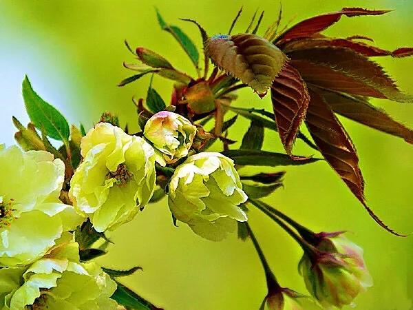 美在春天~淡绿淡黄的郁金樱 美在春天~淡绿淡黄的郁金樱