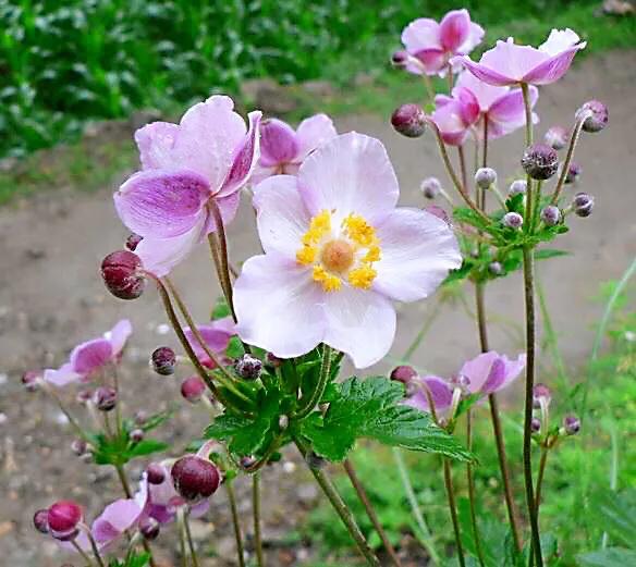 大火草～花朵淡粉红色或白色，素雅大方，可用来美化环境