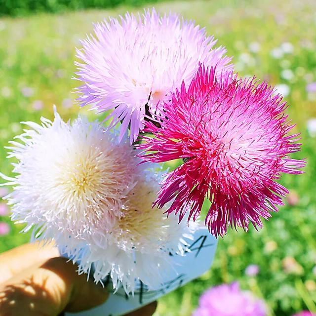 香矢车菊 · 香香的花儿开了 香矢车菊 · 香香的花儿开了