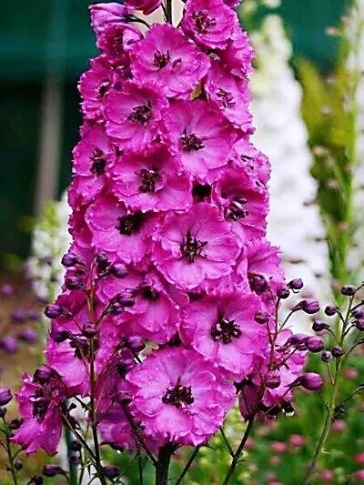 翠雀～花形如飞燕，花色多为蓝紫或淡紫，是珍贵的蓝色花卉资源