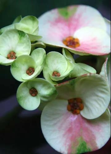 虎刺梅/铁海棠花