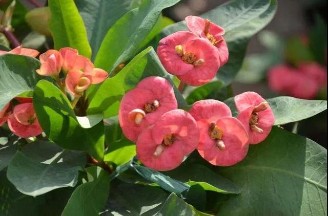 虎刺梅/铁海棠花