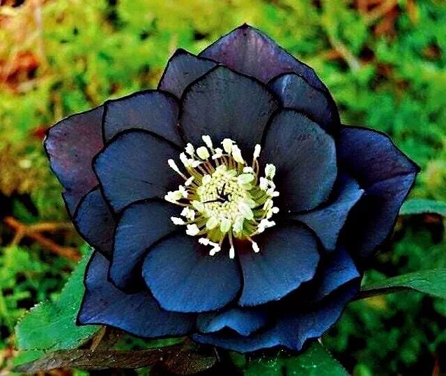 嚏根草~既可以观叶,也可以观花的常绿植物 嚏根草~既可以观叶,也可以观花的常绿植物