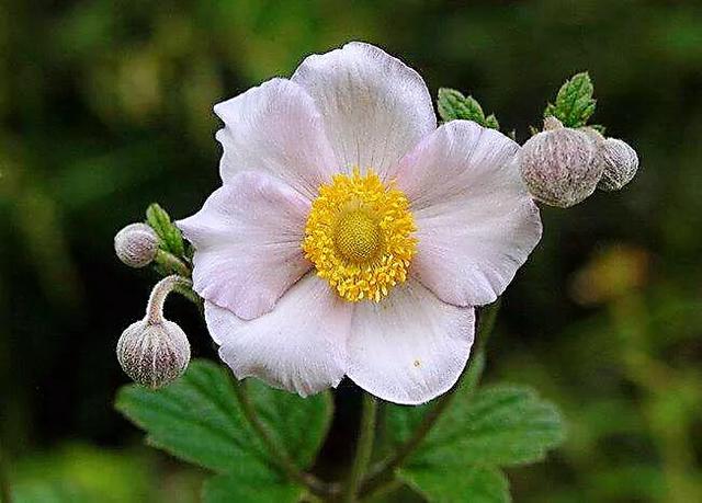 大火草～花朵淡粉红色或白色，素雅大方，可用来美化环境