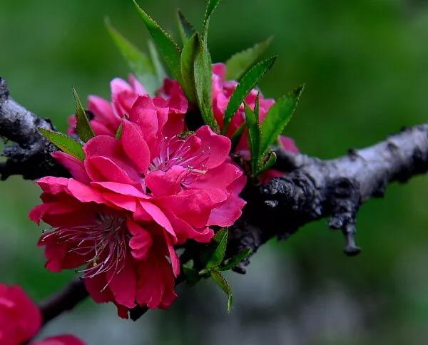 常见碧桃花品种举例