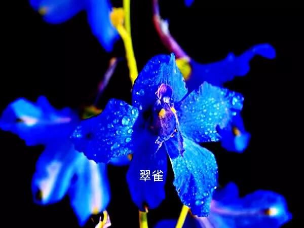翠雀～花形如飞燕，花色多为蓝紫或淡紫，是珍贵的蓝色花卉资源