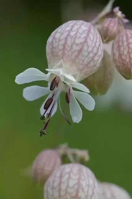 白玉草～铃铛般美丽的花朵