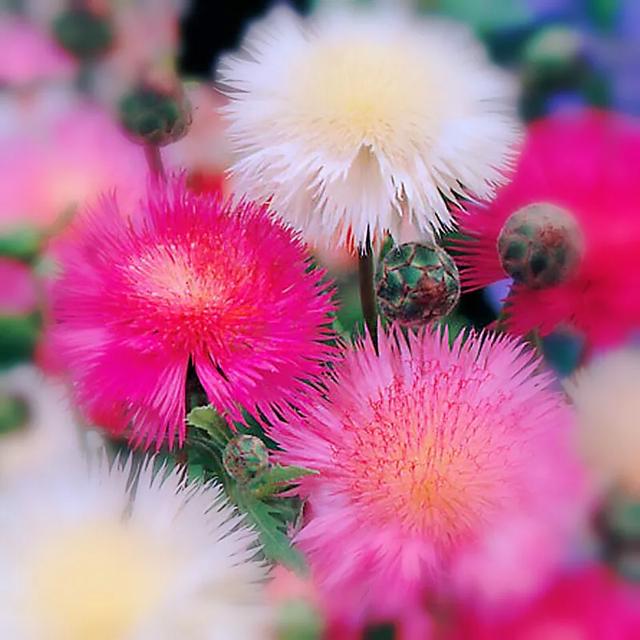 香矢车菊 · 香香的花儿开了 香矢车菊 · 香香的花儿开了