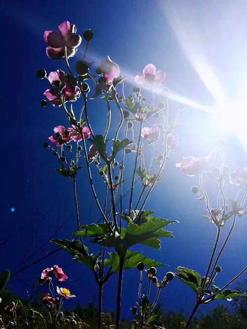 大火草～花朵淡粉红色或白色，素雅大方，可用来美化环境