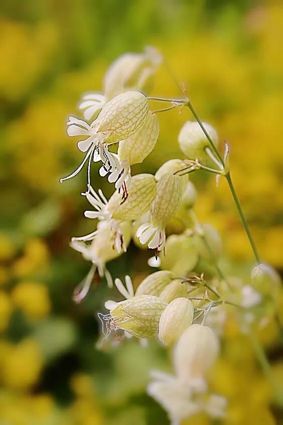 白玉草～铃铛般美丽的花朵