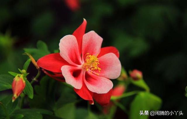 耧斗花开色彩缤纷，叶奇花美胜利之誓