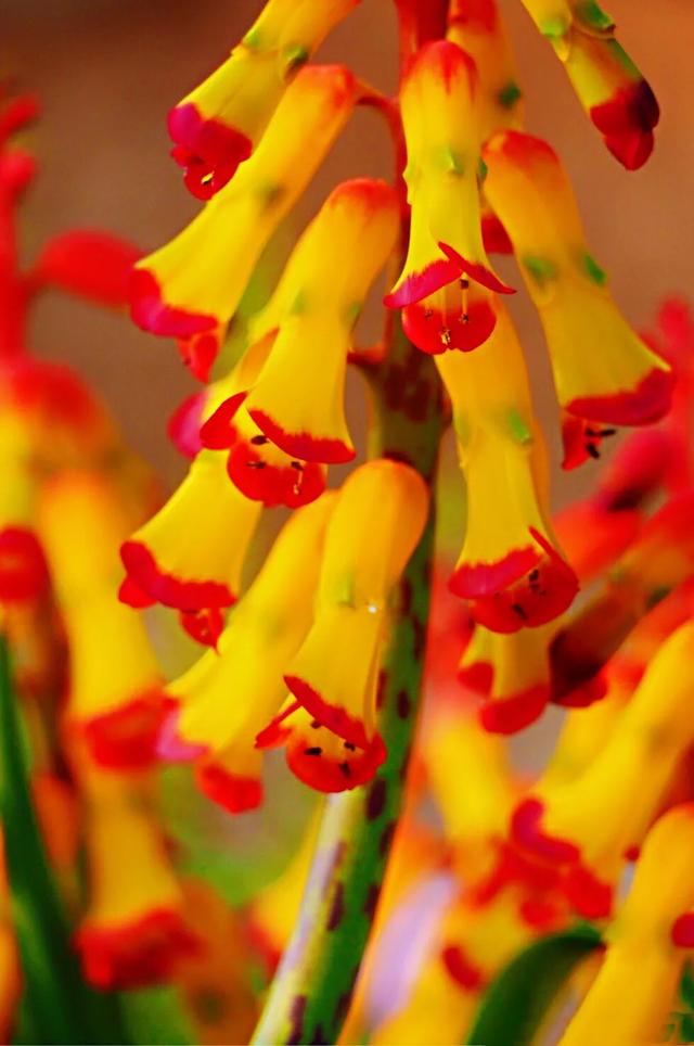 冬日里的四色立金花