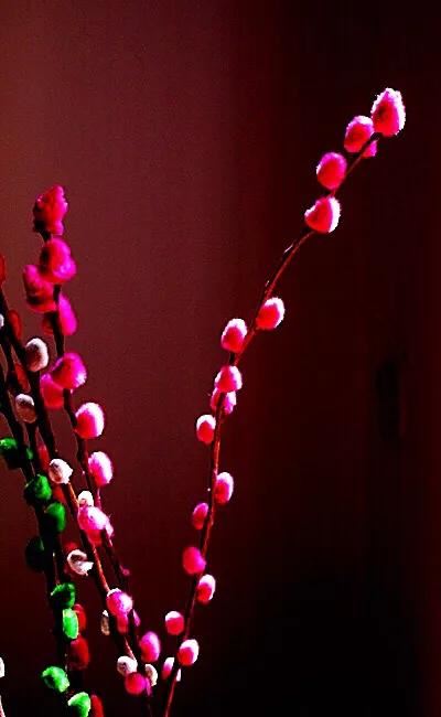 银柳～玉树银花满目春