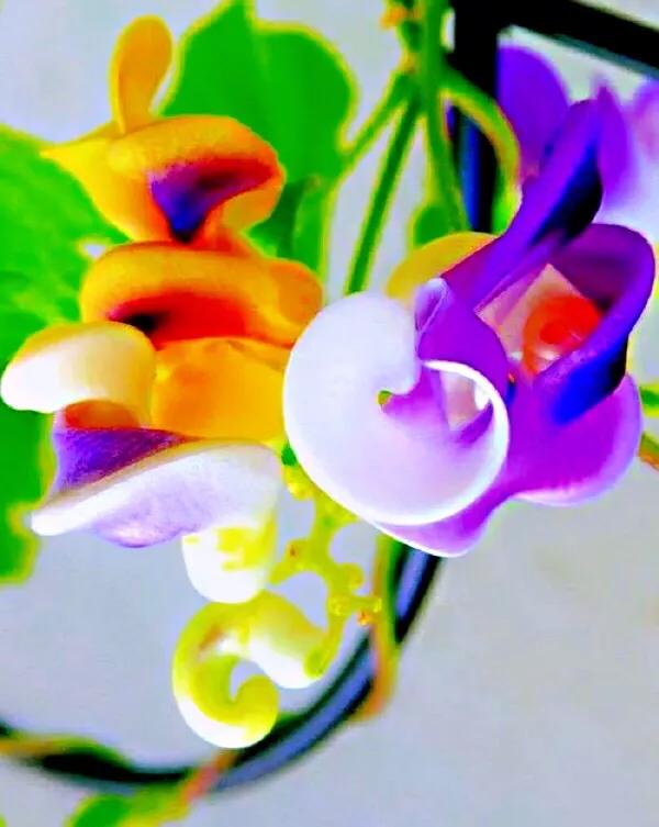 蜗牛藤~花蕾形似蜗牛低圆锥形的壳,故而得名。 蜗牛藤~花蕾形似蜗牛低圆锥形的壳,故而得名。