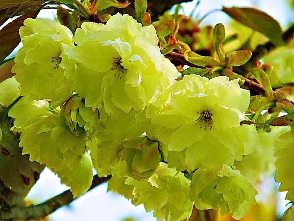 美在春天~淡绿淡黄的郁金樱 美在春天~淡绿淡黄的郁金樱