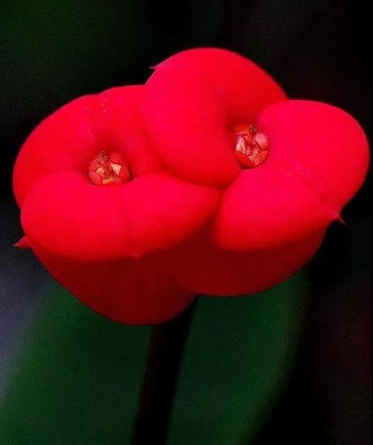 虎刺梅/铁海棠花