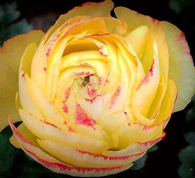 花毛莨～株姿玲珑秀美，花色丰富艳丽