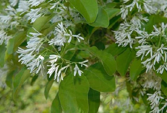 流苏树国家二级保护植物，花期如雪压树，且花形纤细