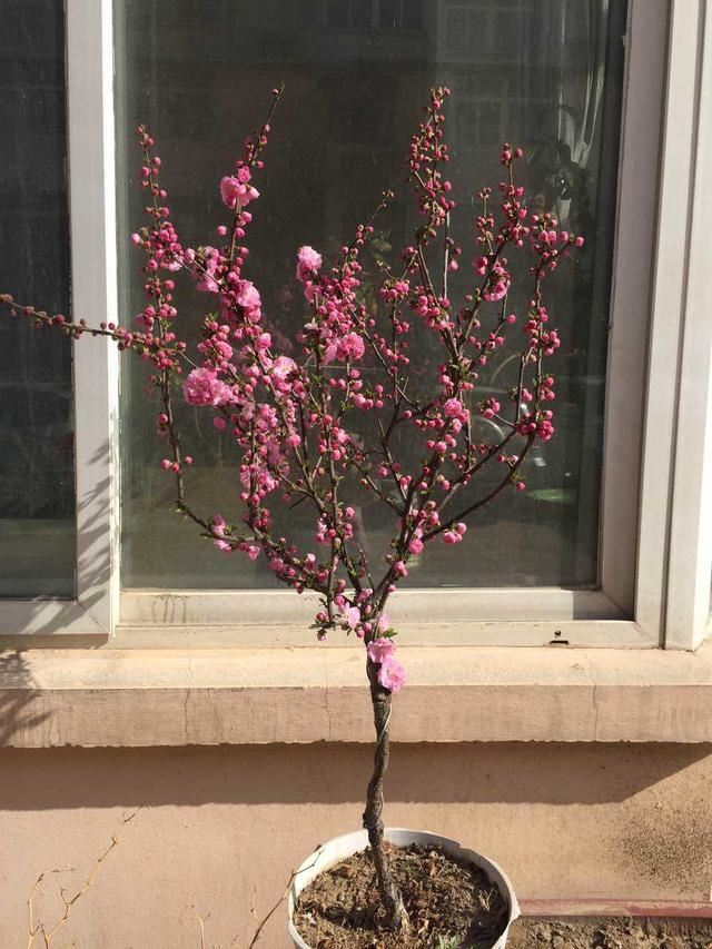 这花虽然不是“梅”，开花比梅花艳，花期满树是花