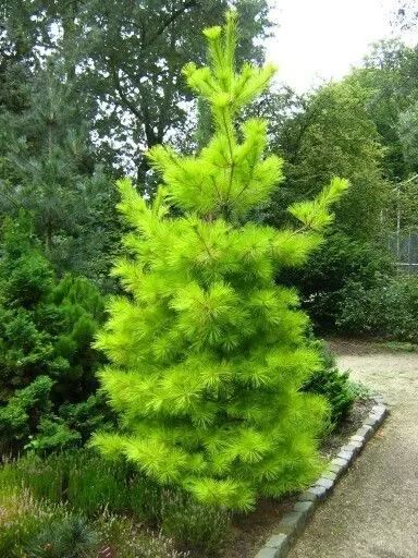 松树开花，你见过几种呢！