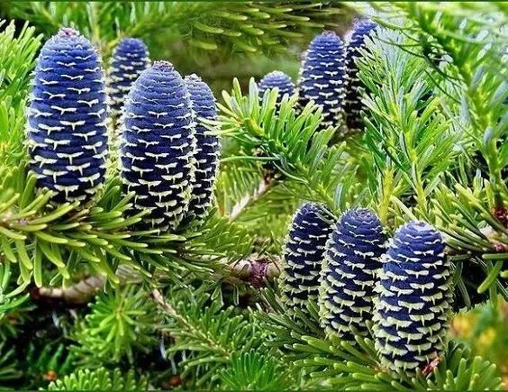 松树开花，你见过几种呢！