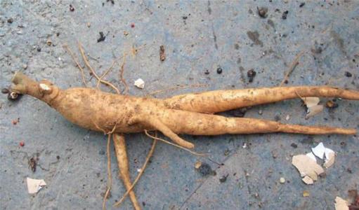 当初觉着好看挖回家，如今才知道是珍贵的“土人参”