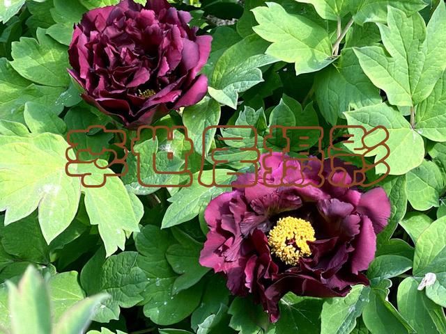 你见过黑牡丹吗？