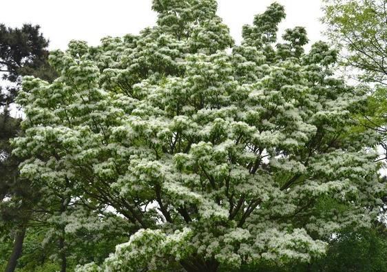 流苏树国家二级保护植物，花期如雪压树，且花形纤细