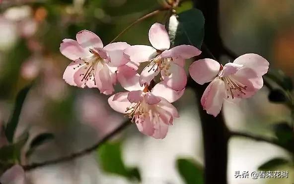 春天到，桃花、杏花、樱花、梨花、李花其开放，你能分清楚吗？