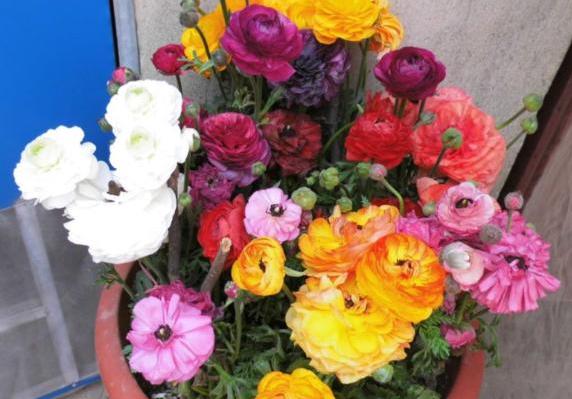 它叫洋牡丹、花毛茛,一次种植可多年赏花,适宜南北方新手盆栽 它叫洋牡丹、花毛茛,一次种植可多年赏花,适宜南北方新手盆栽