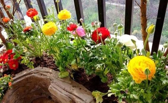 它叫洋牡丹、花毛茛,一次种植可多年赏花,适宜南北方新手盆栽 它叫洋牡丹、花毛茛,一次种植可多年赏花,适宜南北方新手盆栽