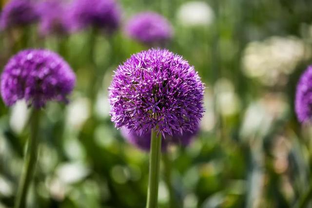 种一丛花，整个院子都飘满花香
