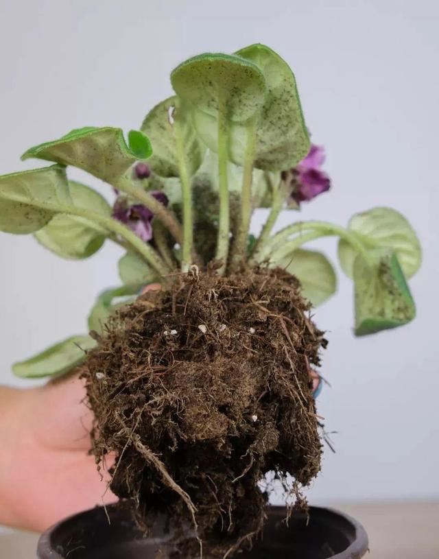 耐阴花就选它，占地小开花多，摆在家里很精致