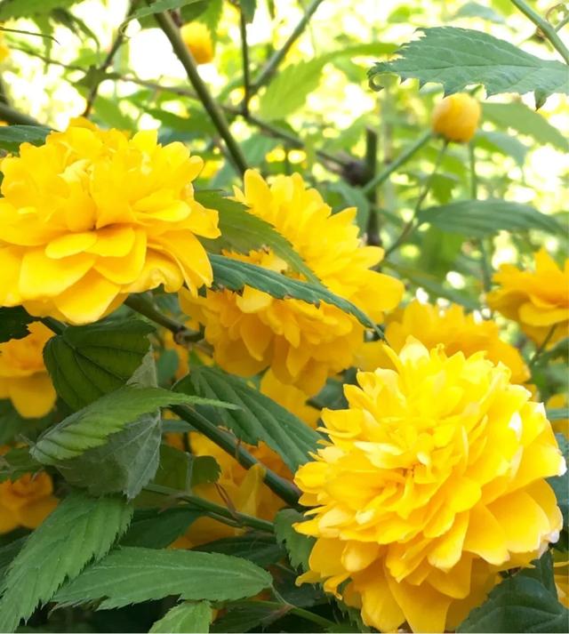 最美人间四月天，棠棣艳出群芳外