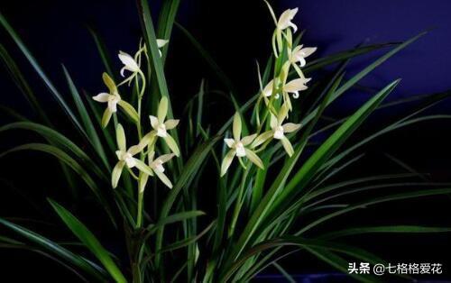 “春到人间草木知”立春至，百花开，看看春天开的花都有哪些