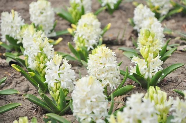 种一丛花，整个院子都飘满花香