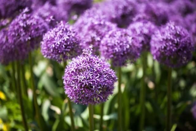种一丛花，整个院子都飘满花香