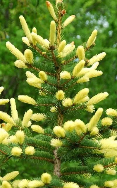 松树开花，你见过几种呢！