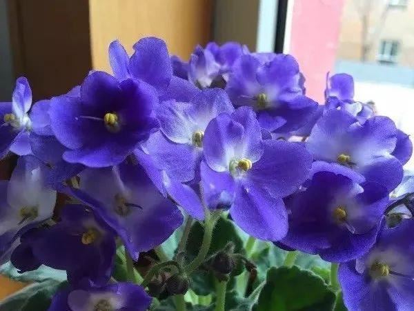 耐阴花就选它，占地小开花多，摆在家里很精致