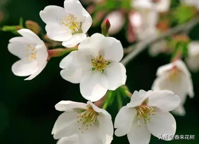 春天到，桃花、杏花、樱花、梨花、李花其开放，你能分清楚吗？