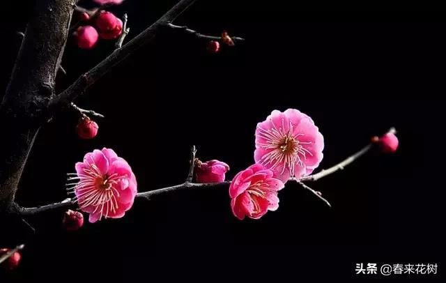 春天到，桃花、杏花、樱花、梨花、李花其开放，你能分清楚吗？